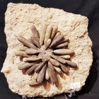 Reboulicidaris - Sea Urchin